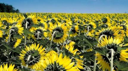 Турция планирует арендовать украинские сельскохозяйственные земли