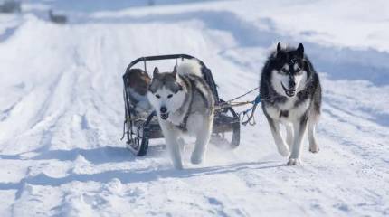 Дания: Мы потратили миллиарды на оборону Гренландии,  а не одну собачью упряжку