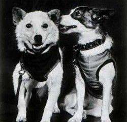 Звездные собаки