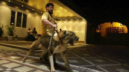 Так что и кому сказал Рамзан Кадыров?