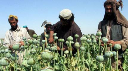 Россия может решить вопрос с афганским наркотрафиком