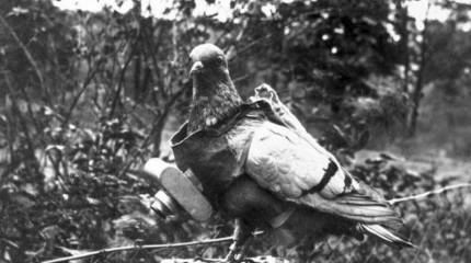 Об участии животных в военных действиях