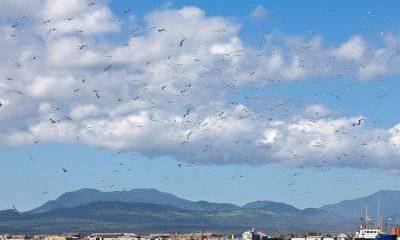 Новая японская «песня» про Южные Курилы