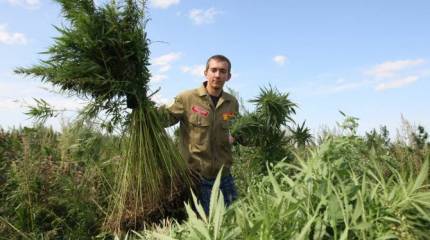 США собрались поддержать экономику Украины закупками конопли