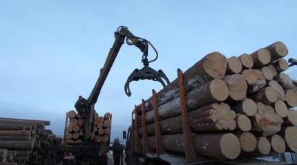 Спасти российский лес: власть борется с вырубками или делает вид?