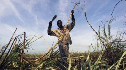Кровавый 1937 год на Карибах: жизнь ценой в два цента