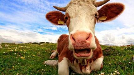 На пороге экономической катастрофы. Жизнь и смерть Прибалтики