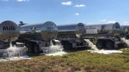 Уничтожить, нельзя продать. США избавляются от продуктов питания