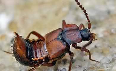 Ломехуза, или Модель умирающего общества