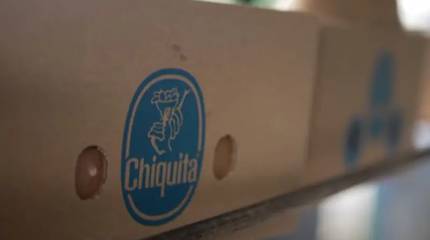 Роспотребнадзор «обнаружил» в эквадорских бананах некую «заразу», запрещающую их поставки в Россию