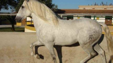 Британский историк о «спасении» лошадей от советских солдат: Насолили «коммунякам»