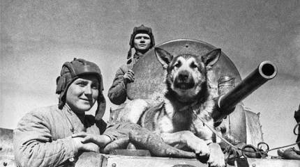 Овчарка. Отважный воин и верный друг