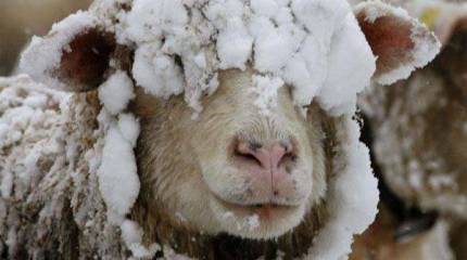 "Мясо" для переноса майдана в Россию