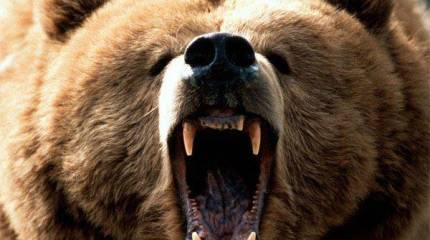 Американский обозреватель Forbes: "Порошенко и Яценюк сознательно оживляют призрак русского медведя"