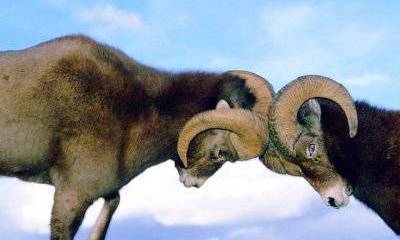 Как распознать идиота во время дискуссии