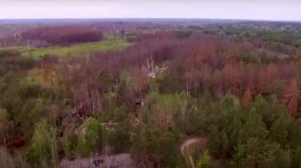 В Киеве продали радиоактивную древесину из Чернобыля на сумму в 60 млн грн