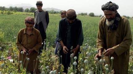 Боевики ИГ захватывают каналы поставок афганских наркотиков
