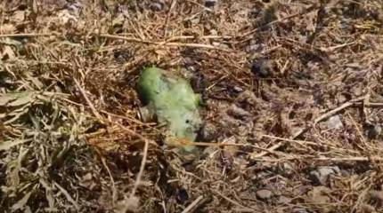 Одна из западных правозащитных организаций уличила ВСУ в  применении запрещённого оружия против ВС РФ