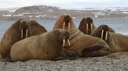 Норвегия решила выдворять со Шпицбергена «нежелательных лиц»
