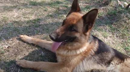 Советские сапёры и их четвероногие помощники: афганские будни