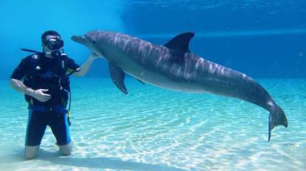 Минобороны РФ приобретёт 5 дельфинов