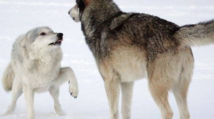 Трудно быть гегемоном