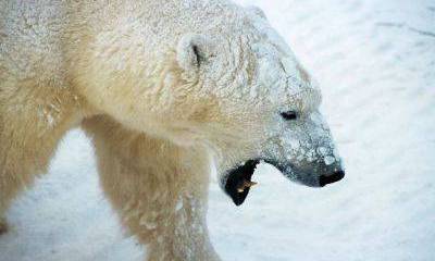 О белых медведях, серых мозгах и интернет-провокациях