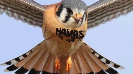 Правительство Израиля: ХАМАС атакует нашу территорию с помощью птиц