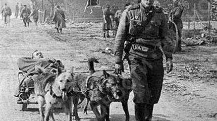 Самый верный друг. Собаки на службе людей с древности и до нашего времени