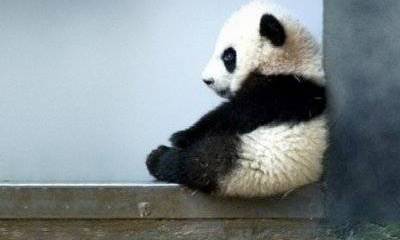 Крым и революция достоинства