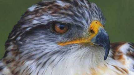 Мысли российского «ястреба»