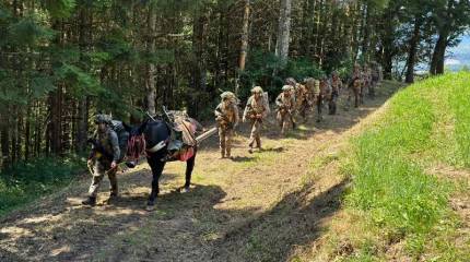 Французская армия возвращается к использованию мулов