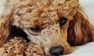 Кудринская петля