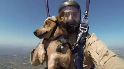 В России создан парашют для служебных собак