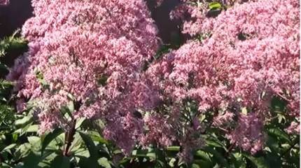 Странные цифры: в Ульяновске сообщили о плане мэрии по высадке 1488 кустарников ко Дню Победы