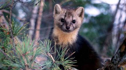 Мангазея: заполярье, лесотундра и меховая лихорадка