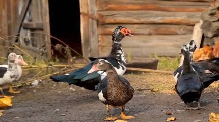 В Германии отмечают резкий подъём сельского хозяйства России