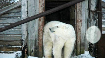 Российские военные приступили к очистке заполярных островов