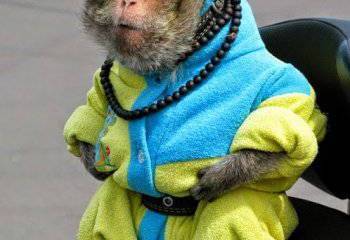 Кистень для оппо-депутатов