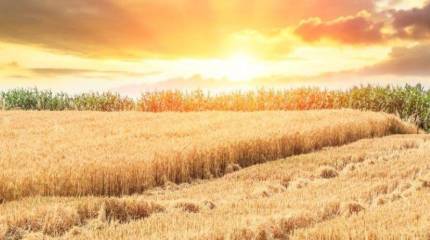 В МИД России сообщили о задержании десятков судов за нарушения при реализации зерновой сделки