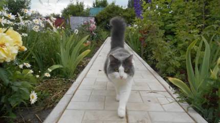 Воспоминания о прошлом: новые дома и новые кошки