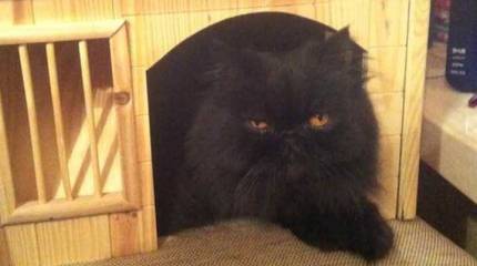 Дело кота Скрипалей