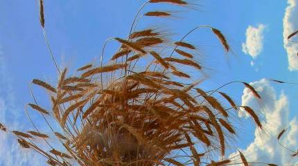 Первую партию российского зерна Эр-Рияду отправят в текущем году