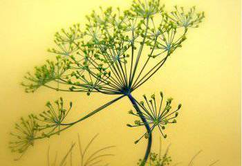 «Укроп»: идентификация нации ("Версии", Украина)