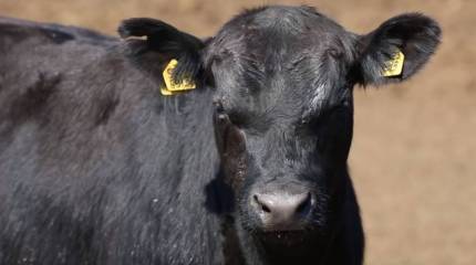 ГМО, пестициды, гормоны роста: Как мы сами подталкиваем природу на борьбу с нами