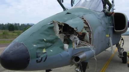 Самолет vs птицы – фатальное противостояние