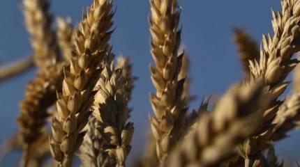 «Удар в спину продовольственной безопасности»: министр Кении сожалеет из-за выхода России из «зерновой сделки»