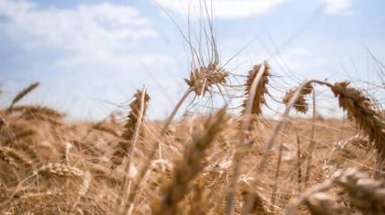 Румынские фермеры угрожают общенациональной забастовкой из-за беспошлинного импорта зерна с территории Украины