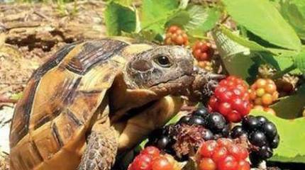 Бои на Малой земле. Коза-слухач и черепашки