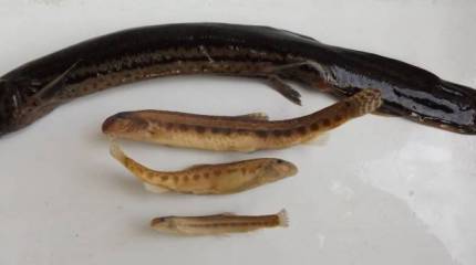 Мой лакомый и нежный  "змей"